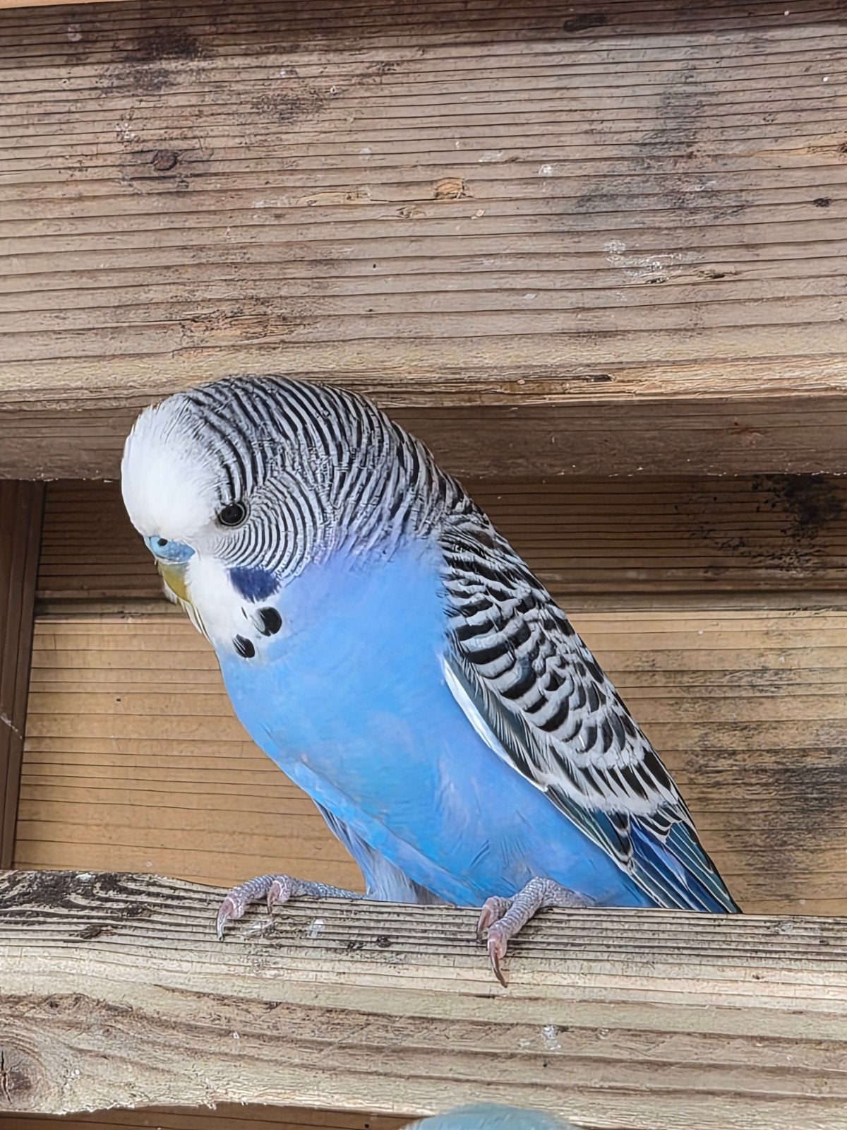 Jonge parkiet, man. 12 weken oud, Dieren en Toebehoren, Vogels | Parkieten en Papegaaien, Mannelijk, Parkiet