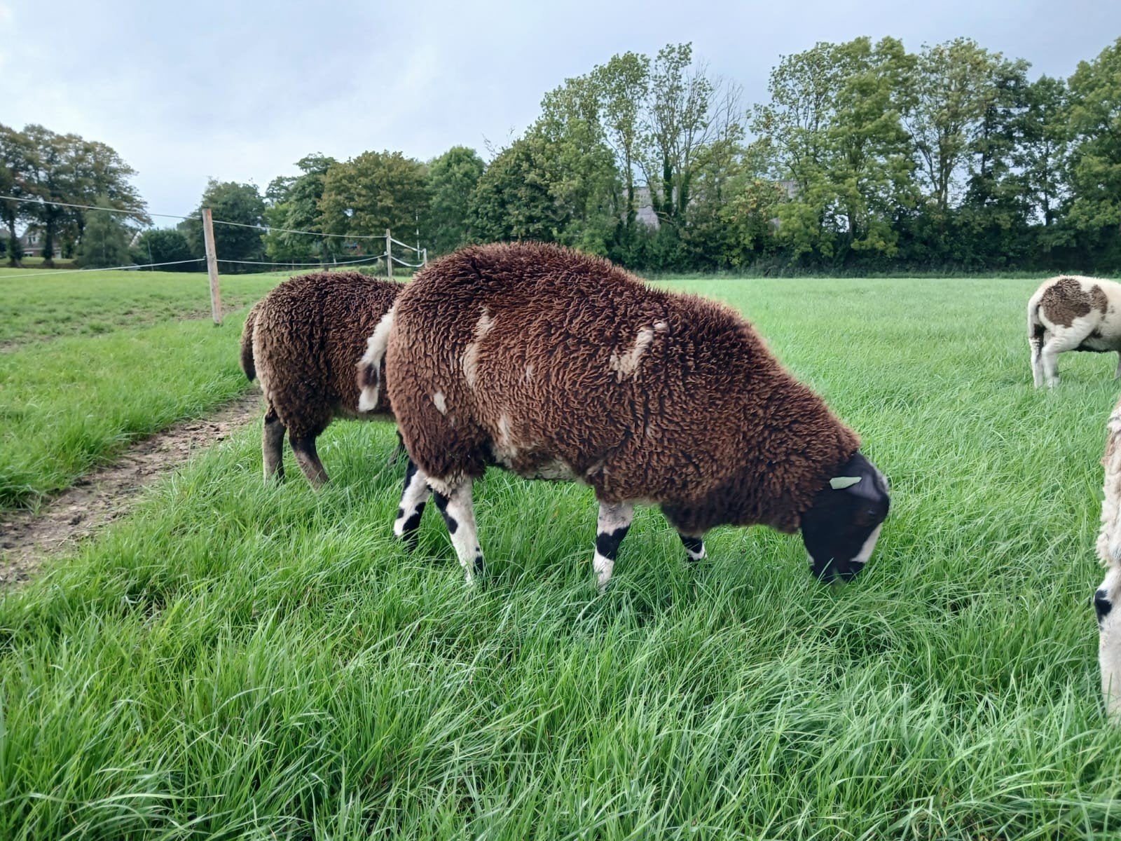 Bonte (dek) rammen te koop, Mannelijk, Schaap