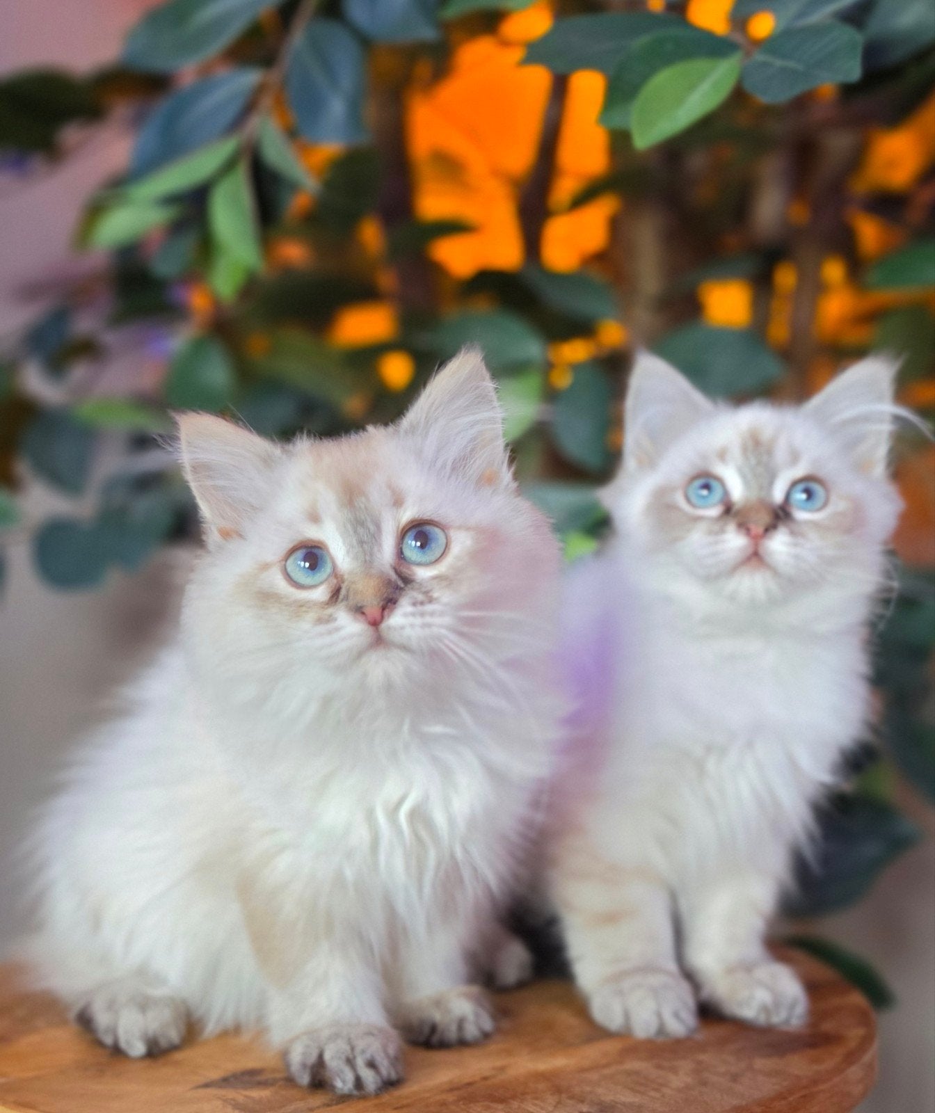 Ragdoll zusjes, Dieren en Toebehoren, Katten en Kittens | Overige Katten, Poes, 0 tot 2 jaar