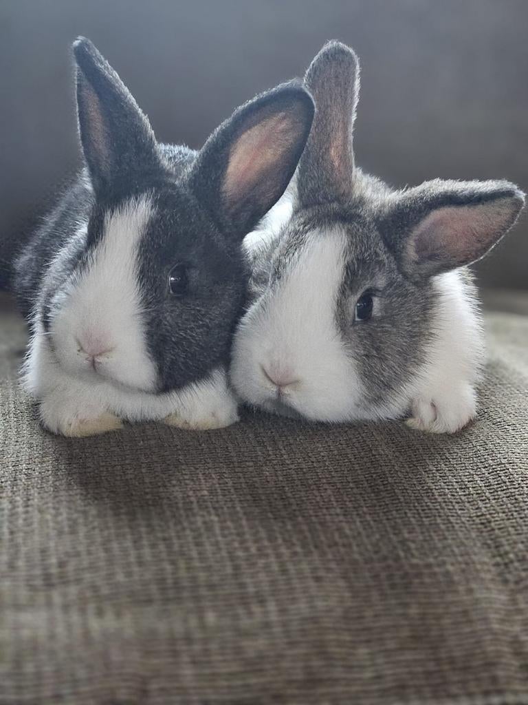 Raszuivere Hollander konijnen, Dieren en Toebehoren, Konijnen, Meerdere dieren, Klein, 0 tot 2 jaar