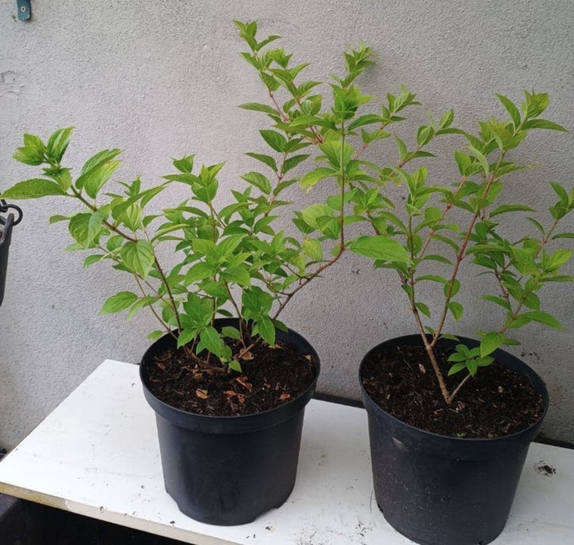 Te koop 2 pluim hortensia, Tuin en Terras, Ophalen, Hortensia, Minder dan 100 cm