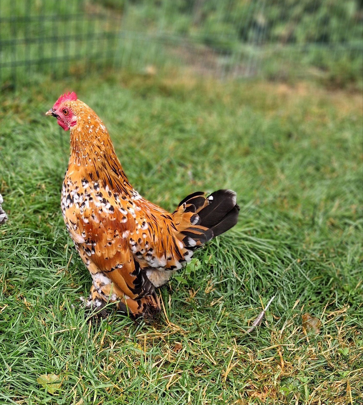 Sabelpootkriel, Dieren en Toebehoren, Pluimvee, Mannelijk, Kip