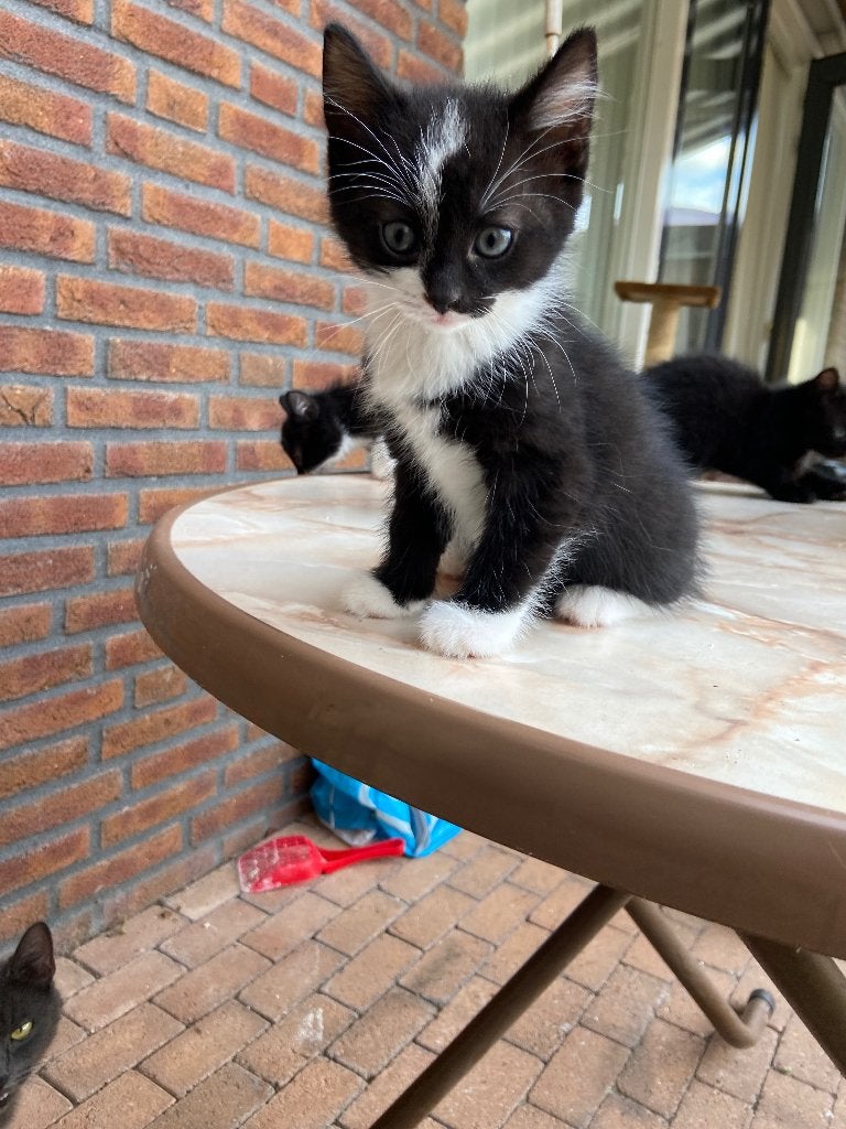 Kitten, Dieren en Toebehoren, Katten en Kittens | Raskatten | Korthaar, Kater, Ontwormd, 0 tot 2 jaar