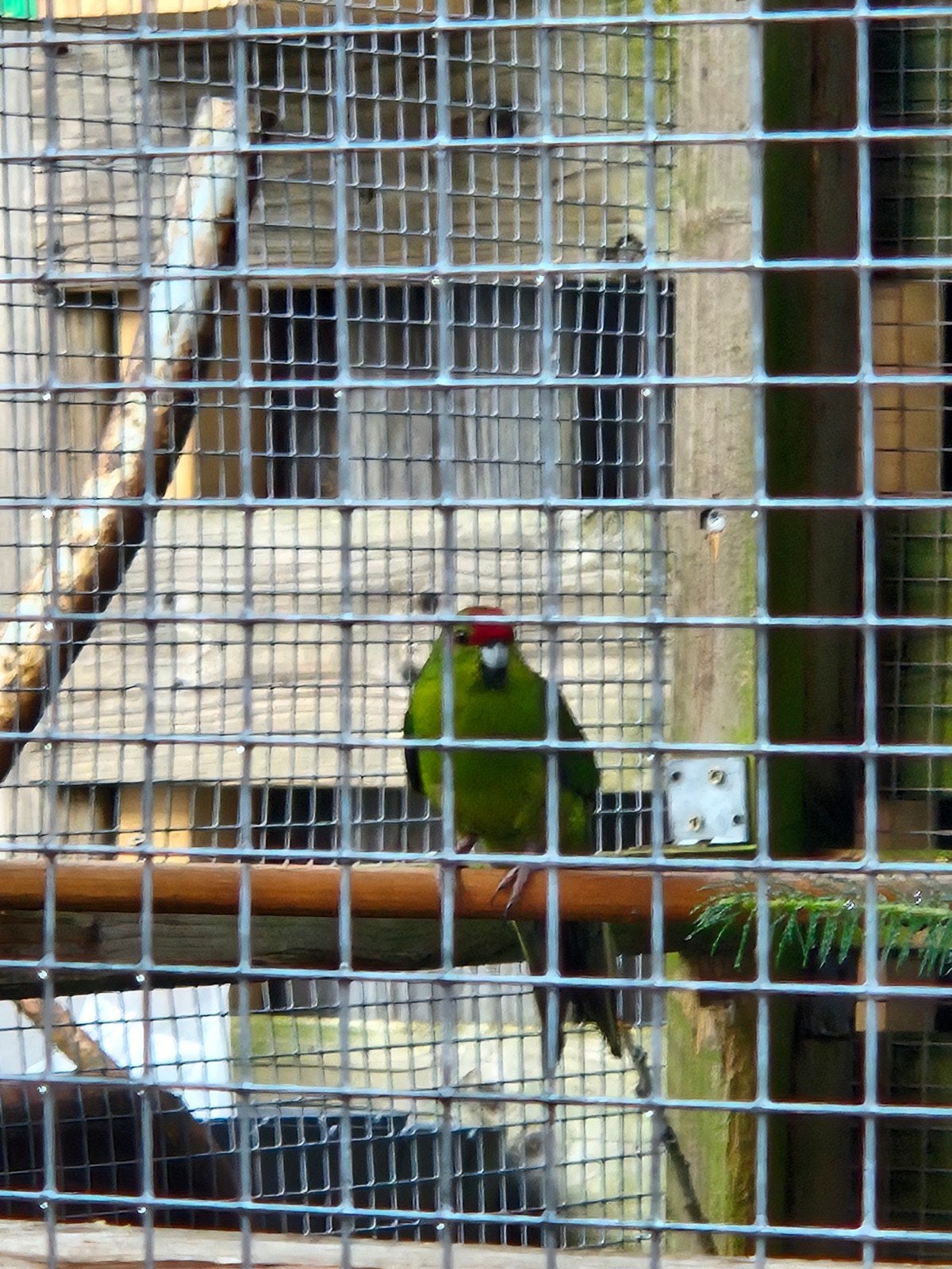 Kakariki, Meerdere dieren, Parkiet
