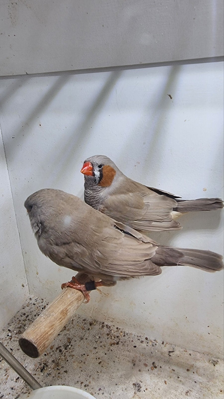 te koop koppel charcoal bruin, Dieren en Toebehoren, Vogels | Overige Vogels, Meerdere dieren