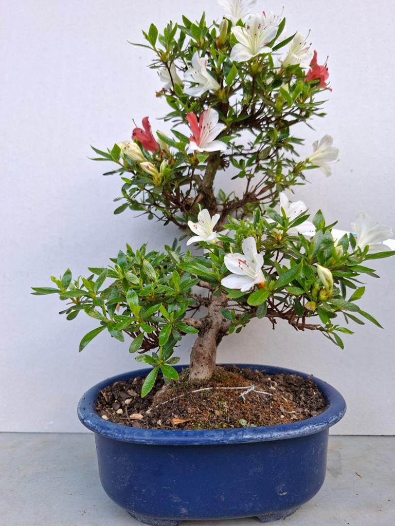 Bonsai azalea satsuki, Volle zon, Bloeit niet, Minder dan 100 cm, Overige soorten
