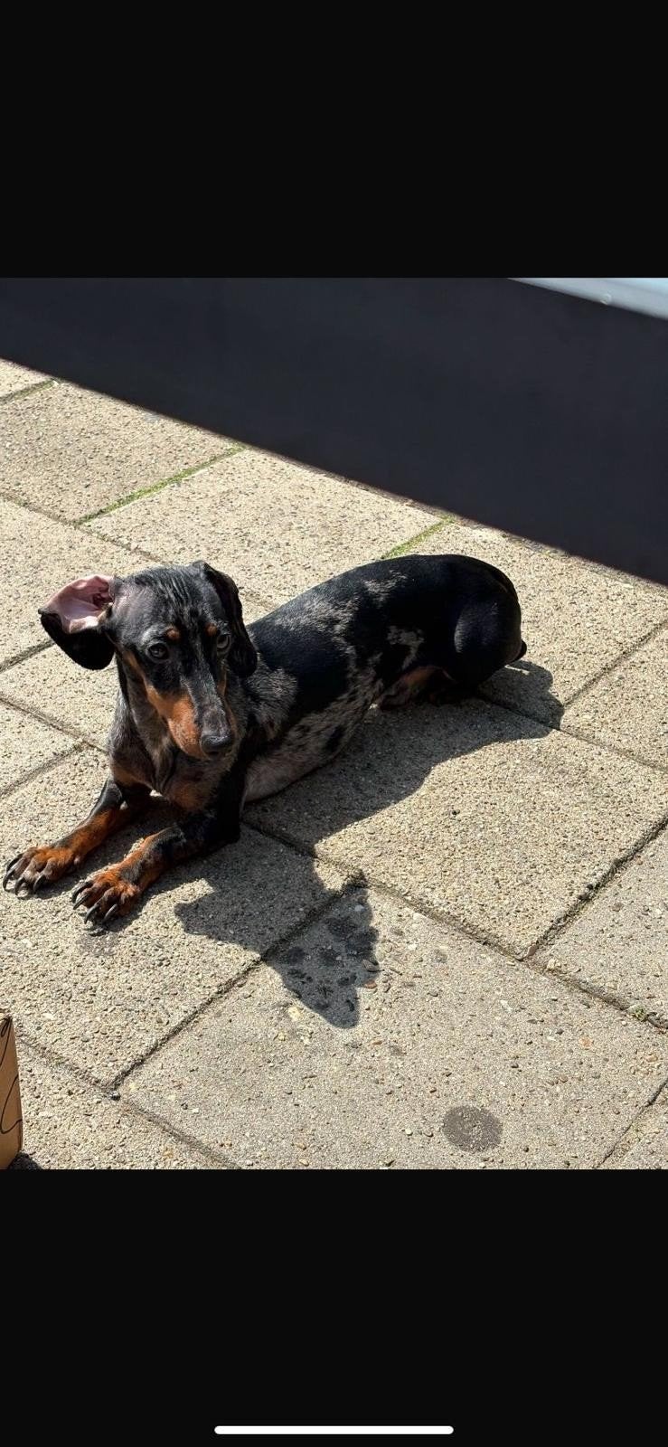 Bijzonder mooie Teckel 2 jaar, Reu, 1 tot 2 jaar, Korthaar, Dwerg