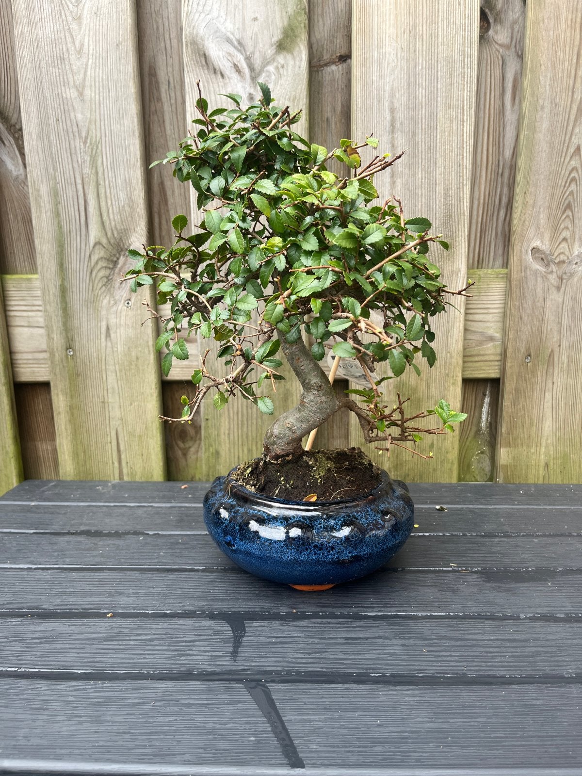 Ulmus parvifolia Bonsai in blauwe pot, Ophalen of Verzenden