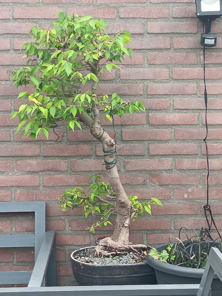 bonsai, Tuin en Terras, Planten | Bomen, Ophalen, Bloeit niet, Halfschaduw, Overige soorten