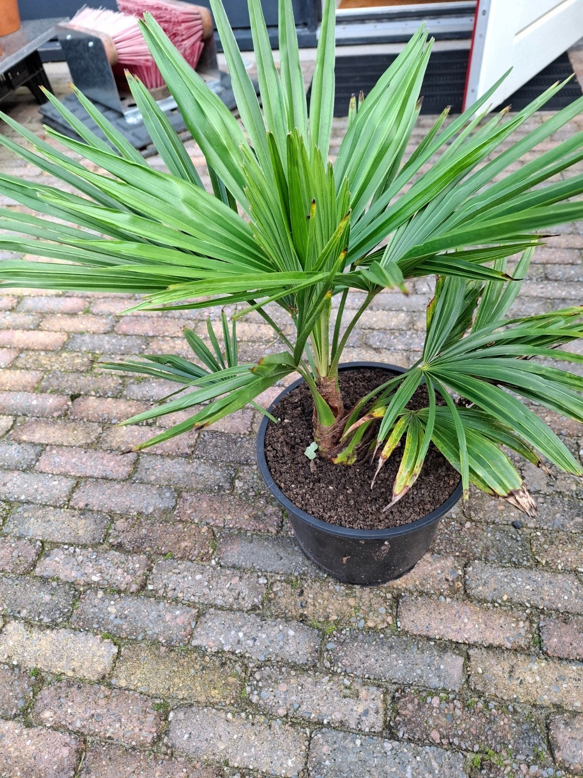 Trachycarpus Fortunei - Winterharde Palmboom, Volle zon, Vaste plant, Bloeit niet, Ophalen