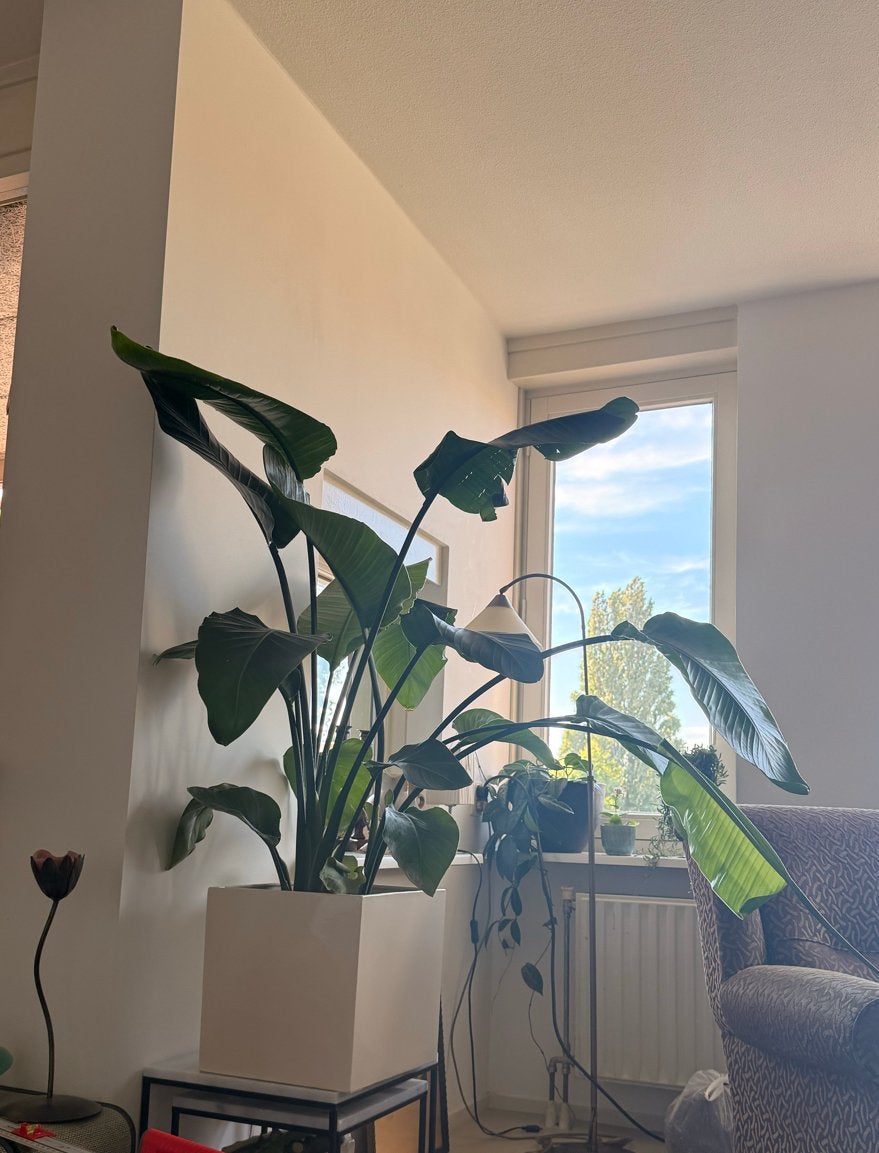 Grote gezonde kamerplant, strelitzia nicolai/paradijsvogel, Ophalen, 100 tot 150 cm, Overige soorten, Halfschaduw