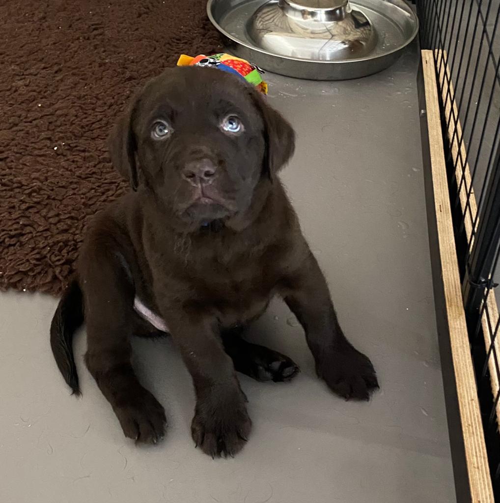 Klaar om uit te vliegen, prachtige bruine labrador pups., Dieren en Toebehoren, Honden | Retrievers, Spaniëls en Waterhonden, Parvo