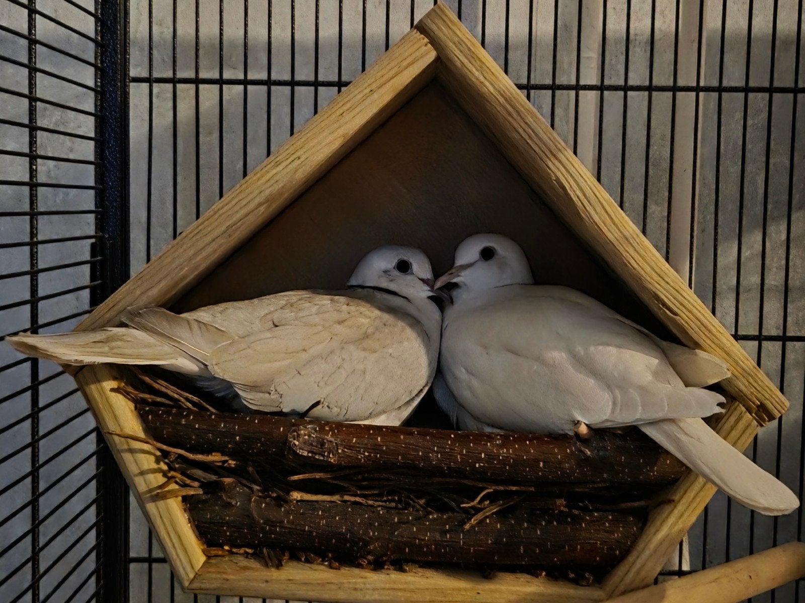 Gezocht. Bevruchte Lach/tortelduiven eieren., Dieren en Toebehoren, Vogels | Duiven