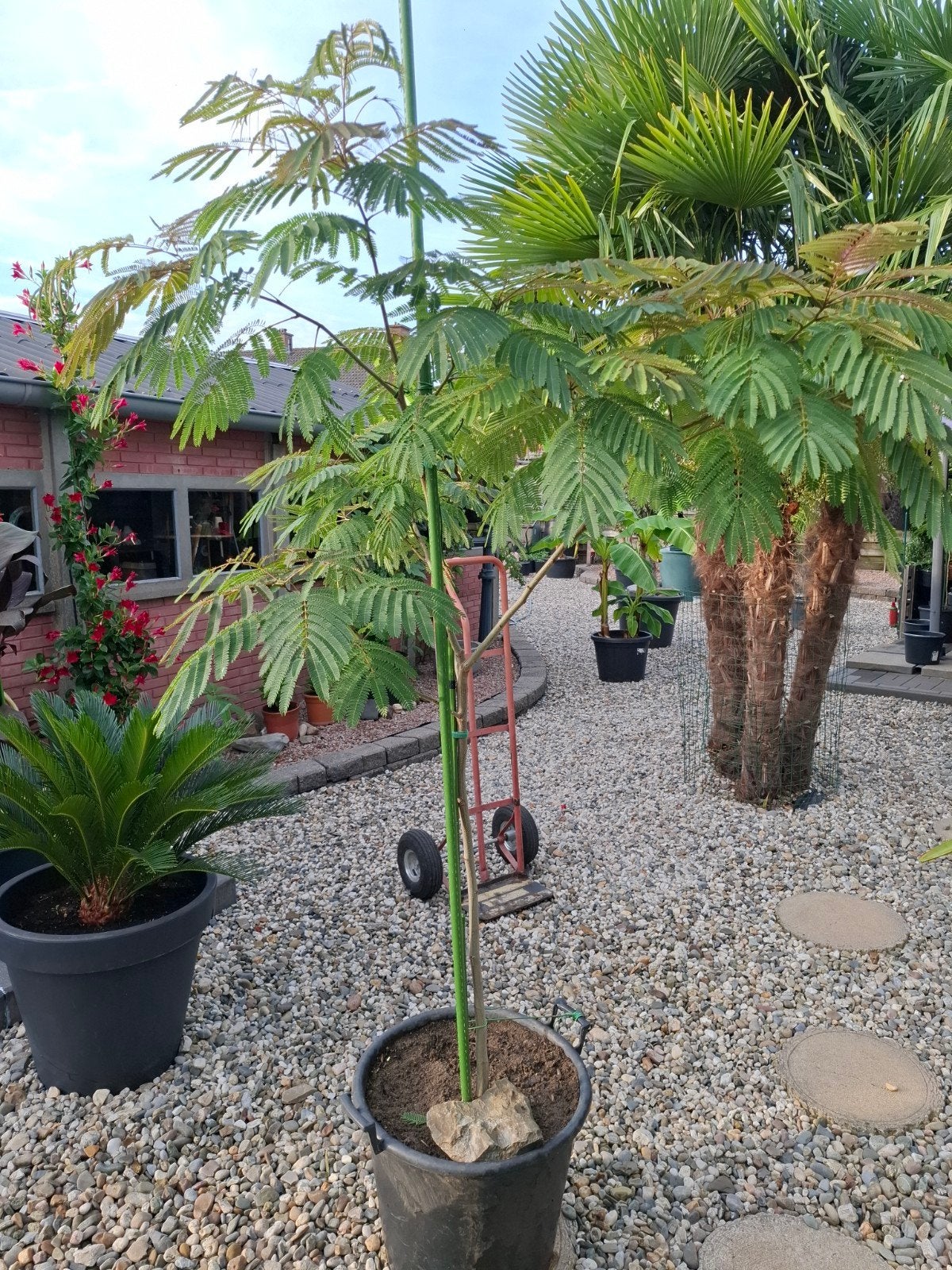 bomen  hoogte ruim 2meter, Overige soorten, Minder dan 100 cm, Ophalen, Volle zon