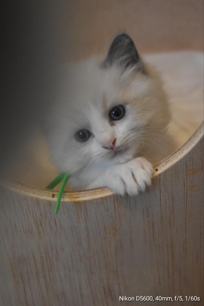 🐱  Blue Bicolor kittens geboren op 04-04 met stamboom 🐱, Meerdere dieren, Gechipt, 0 tot 2 jaar