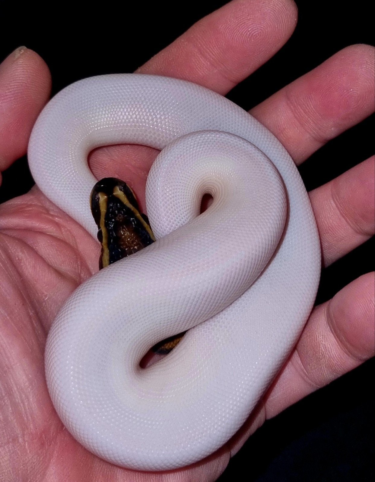 Piebald konings python. Ball Python photo 2