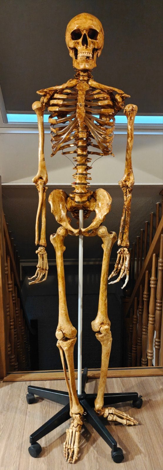 anatomisch skelet halloween, Ophalen, Gebruikt, Halloween of Griezel