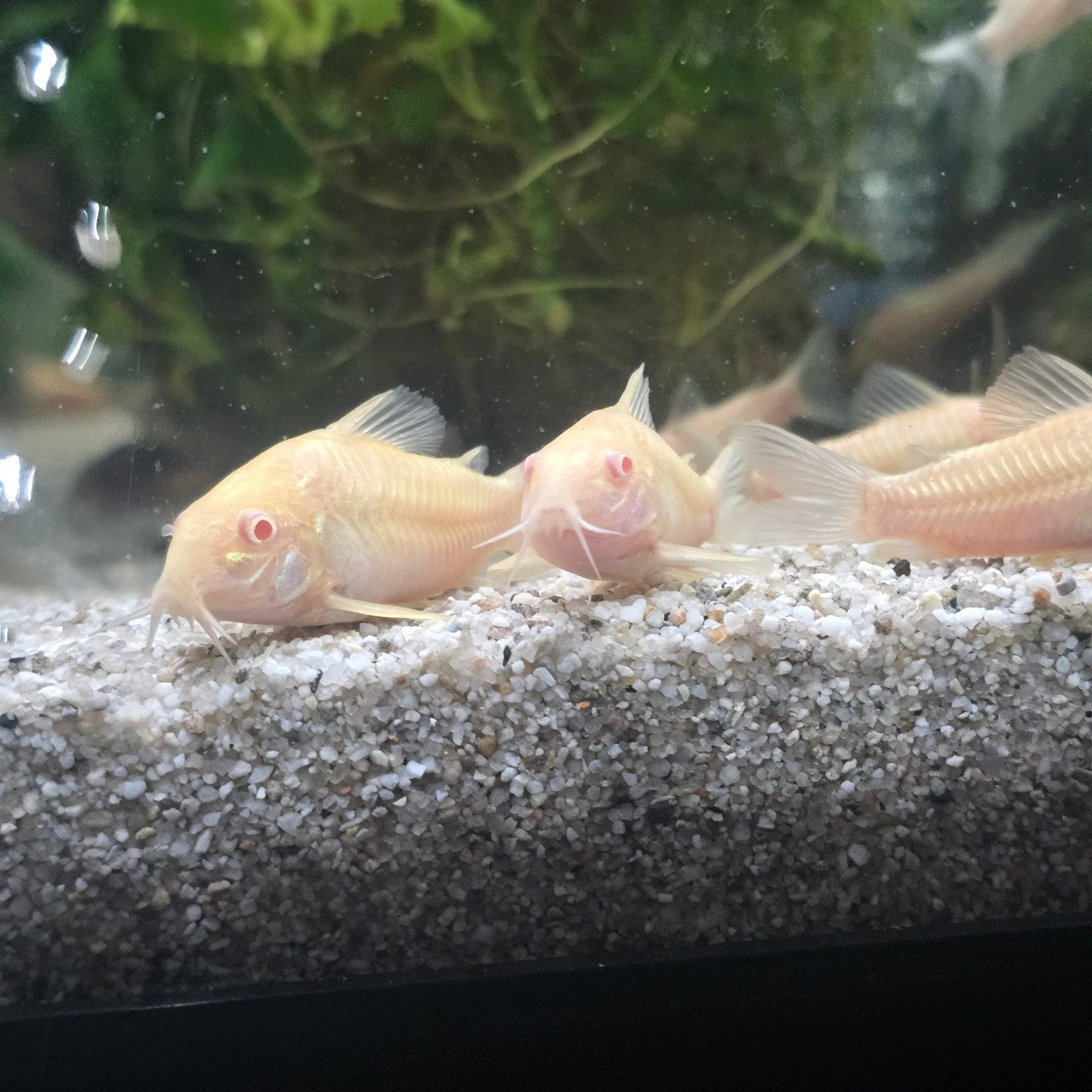 AANBIEDING! corydoras albino en aneus nu maar €1,99ps, Dieren en Toebehoren, Vissen | Aquariumvissen, Vis
