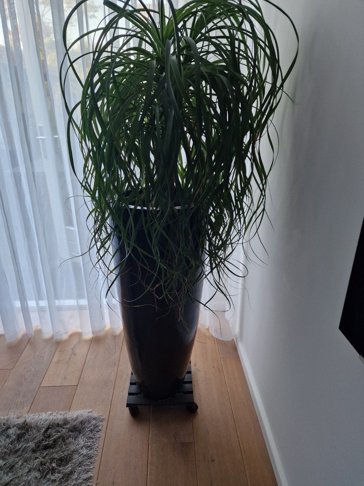 grote zwarte pot net nooi olifanten plant, Huis en Inrichting, Ophalen, Halfschaduw, Minder dan 100 cm