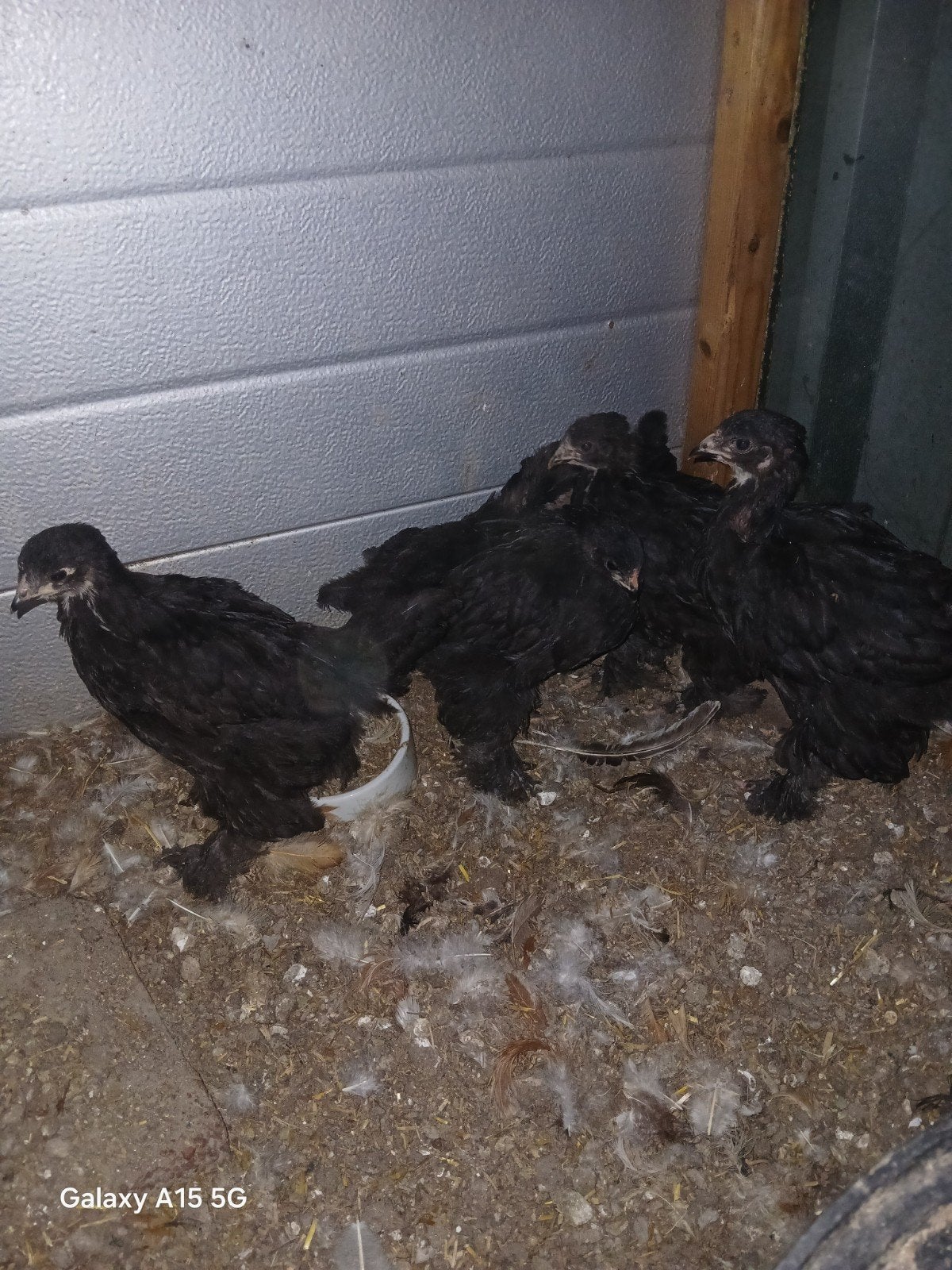 5 zwarte brahma kuikens, Dieren en Toebehoren, Pluimvee, Geslacht onbekend, Kip