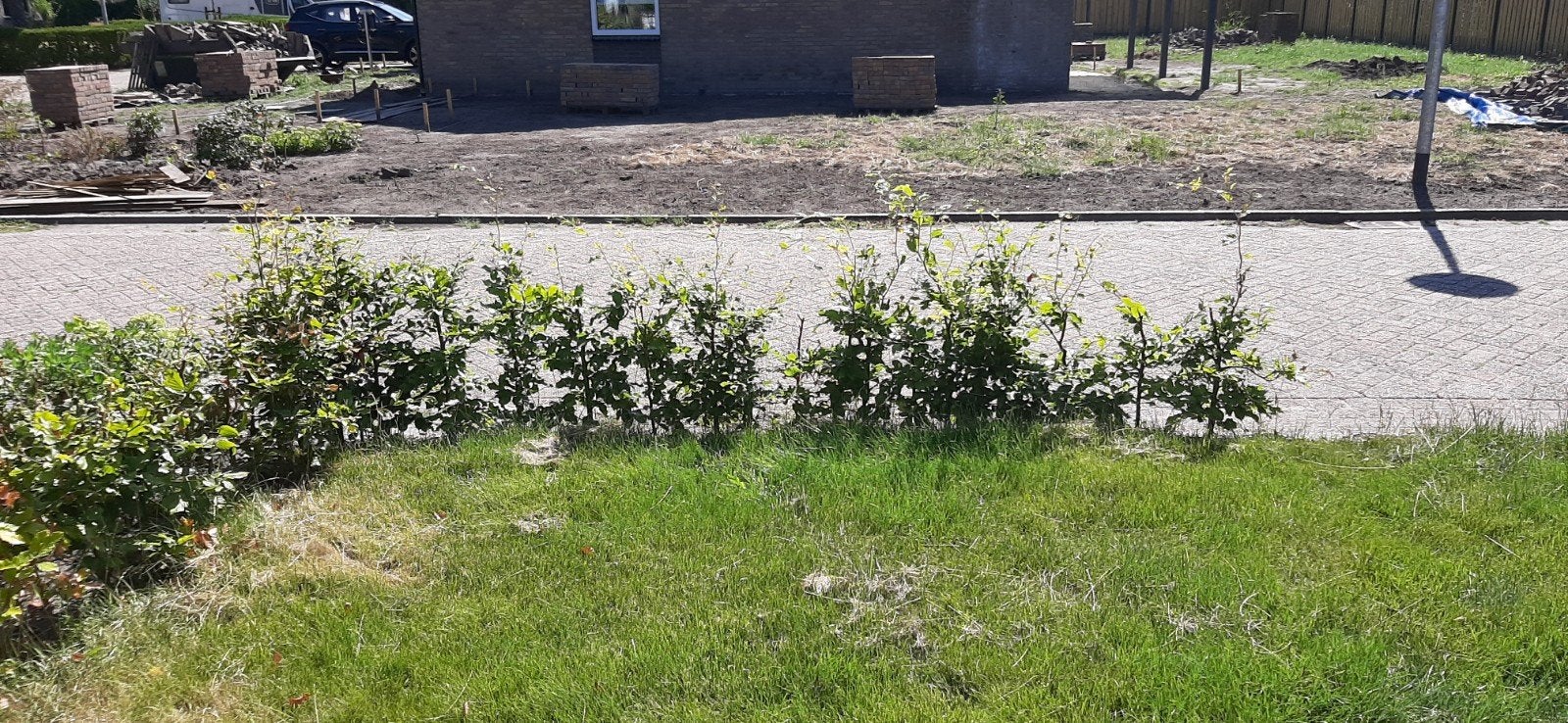 ca. 25 plantjes voor beukenhaag, Ophalen, Volle zon
