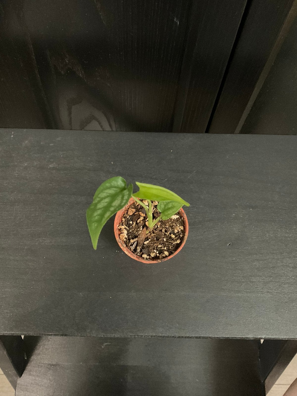 Monstera siltepecana stekje 3, Ophalen, Overige soorten, Halfschaduw, Minder dan 100 cm