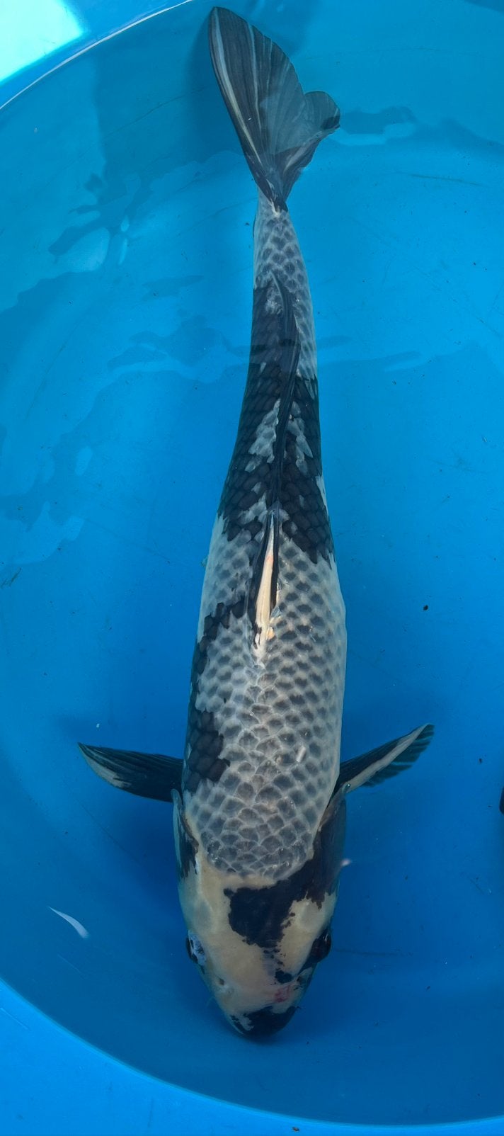 KOOPJE!!! kage Shiro Utsuri van kweker Otsuka, Dieren en Toebehoren, Karper of Koi