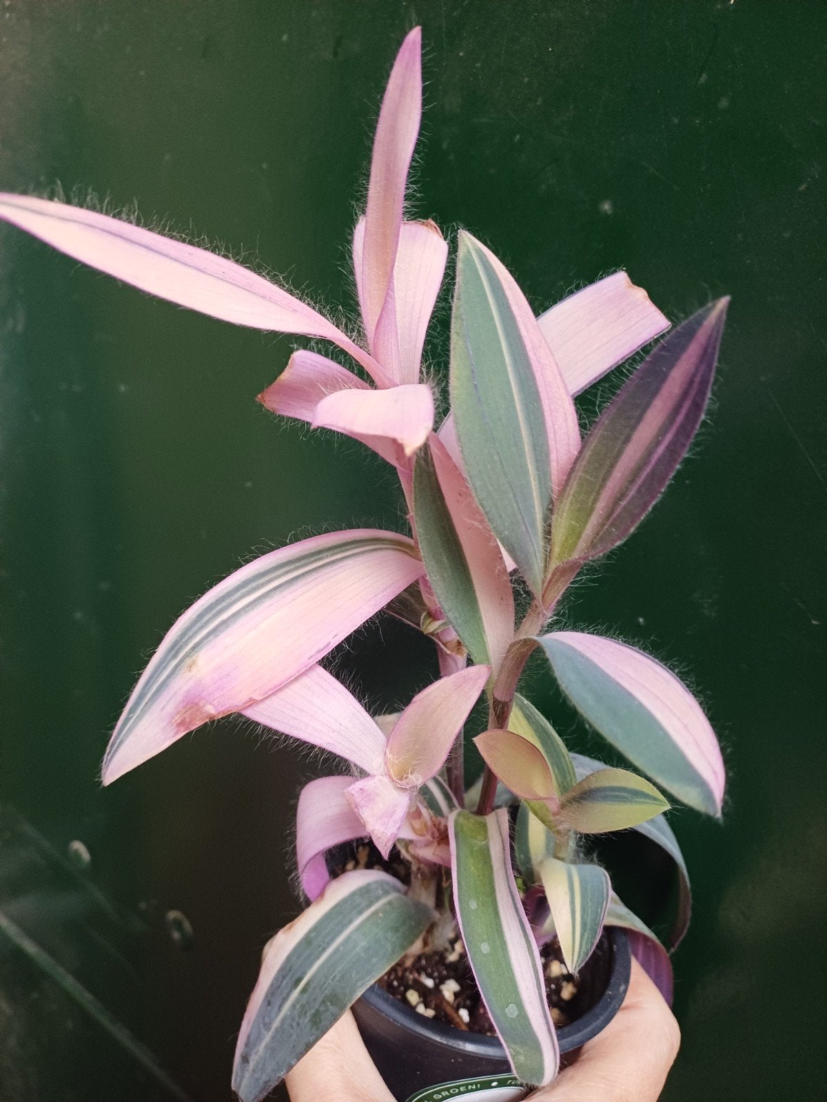 Tradescantia pallida 'Pink Stripe', Ophalen of Verzenden, Halfschaduw, Minder dan 100 cm