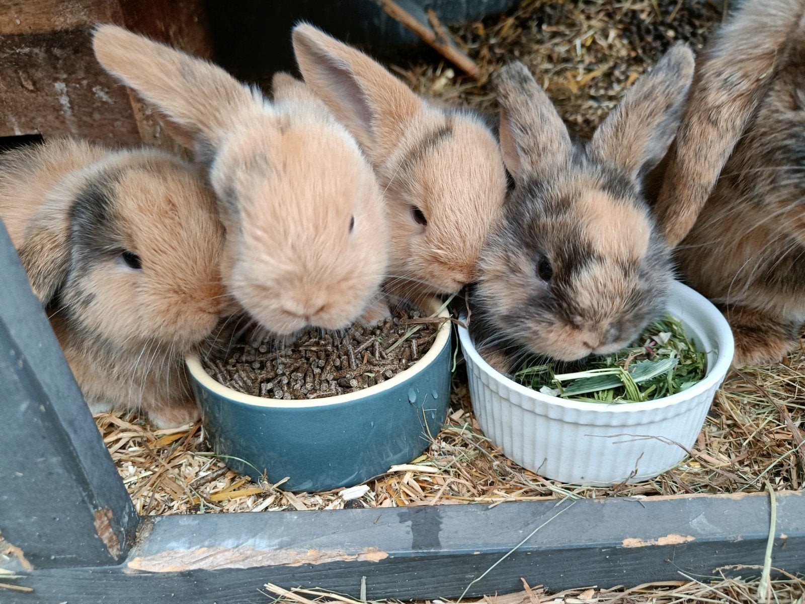 Tamme Nederlandse hangoren te koop!, Dieren en Toebehoren, Konijnen, Meerdere dieren, Groot