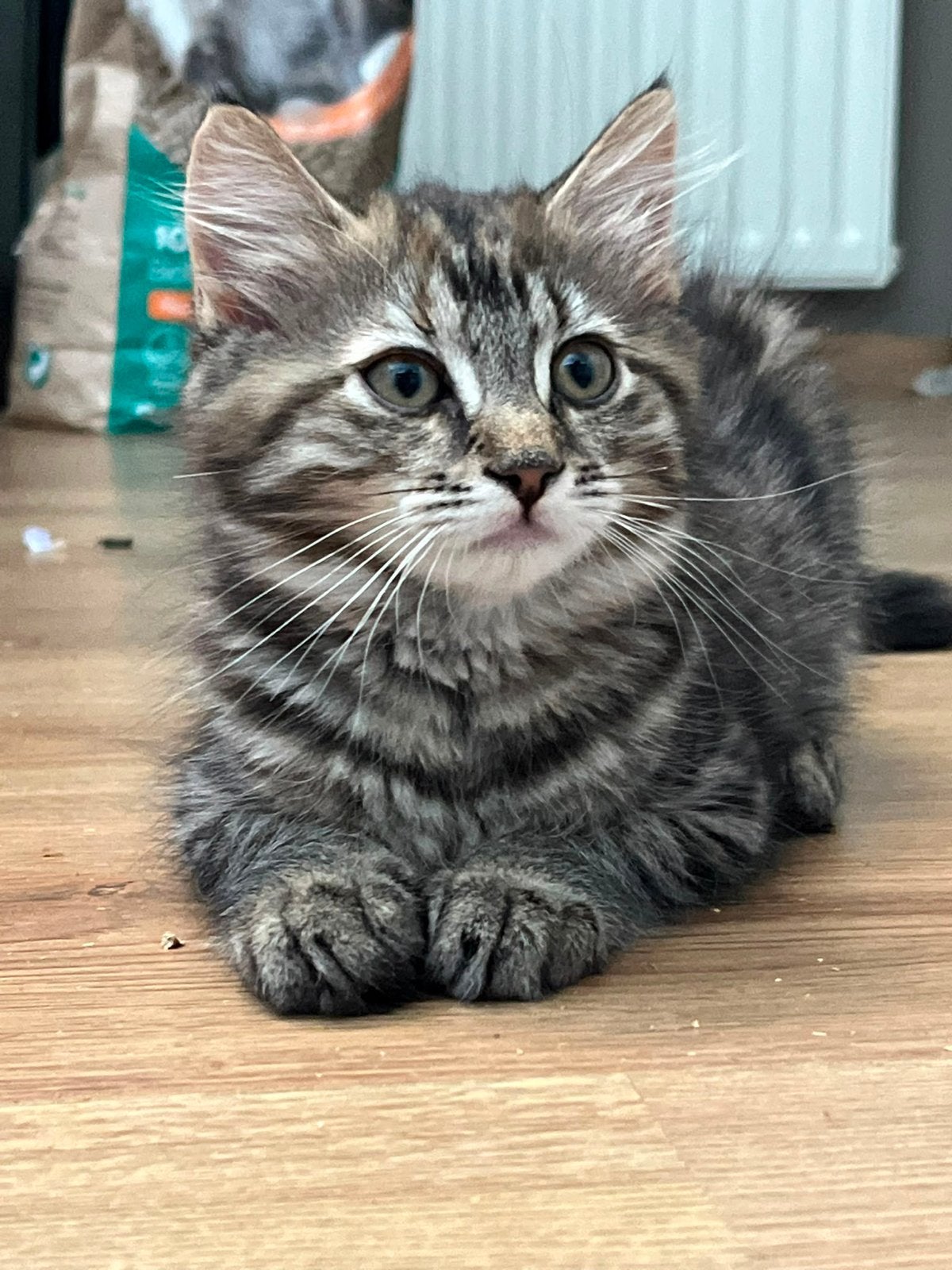 Twee kittens kruising Pers  lang harig en een kort haar, Meerdere dieren