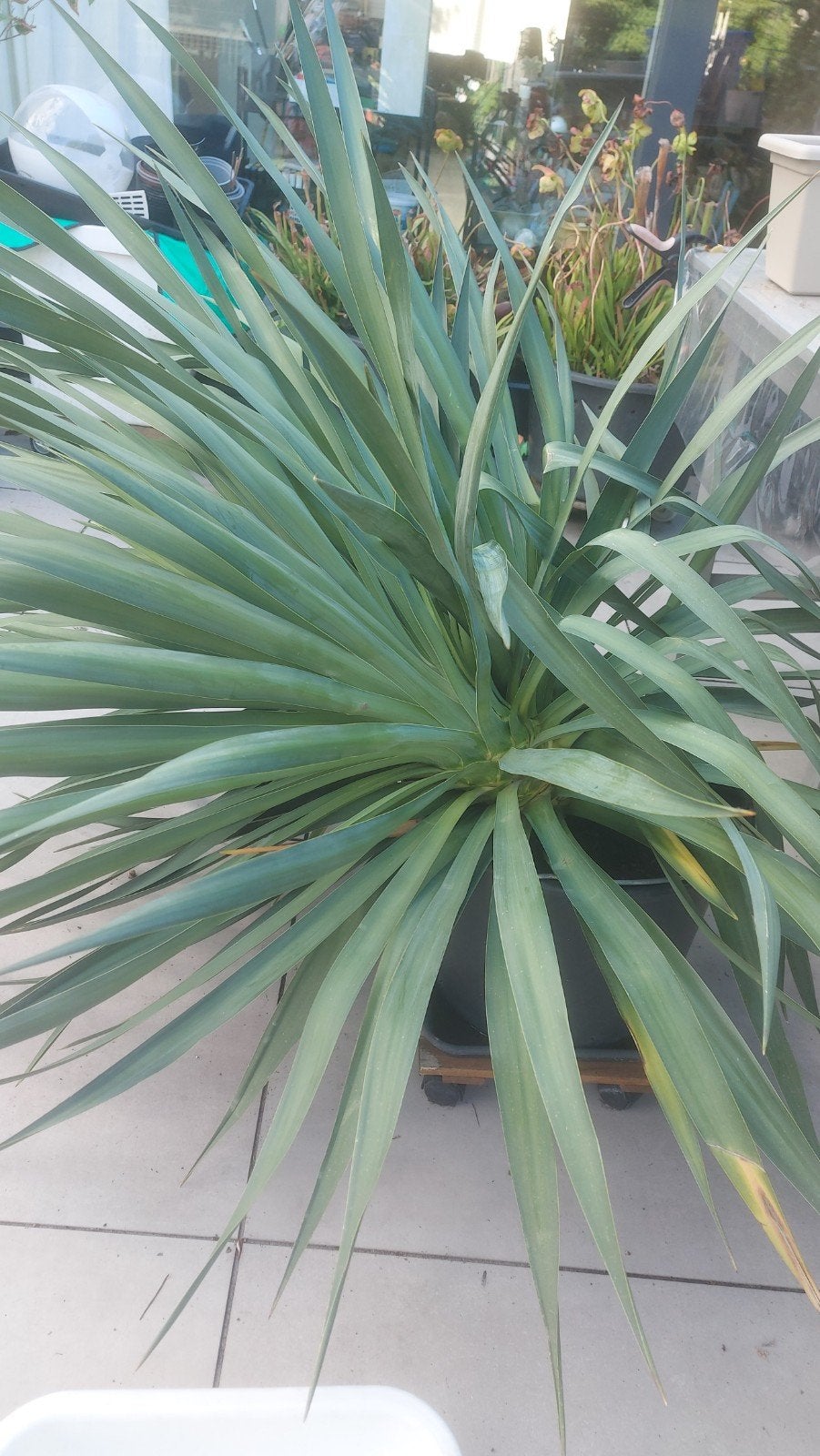 Grote Yucca gratis af te halen, Ophalen of Verzenden, Overige soorten, Volle zon