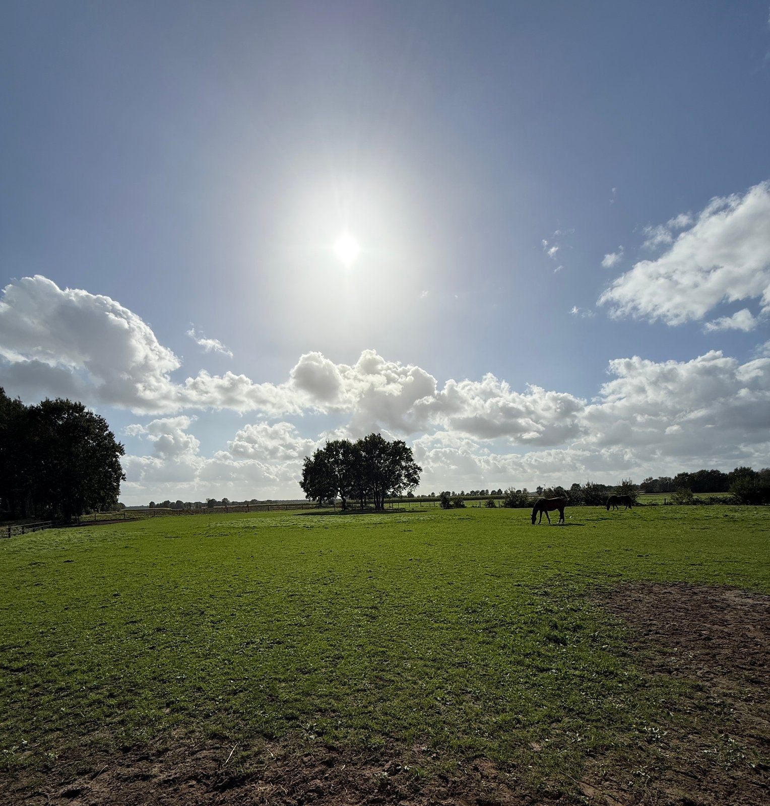 Opfokplek voor merrieveulen, Dieren en Toebehoren, Opfok, 1 paard of pony
