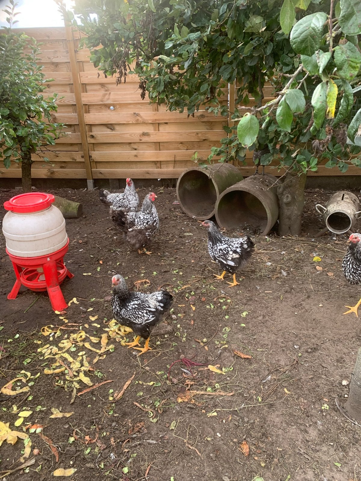 Wyandotte, Dieren en Toebehoren, Meerdere dieren, Kip