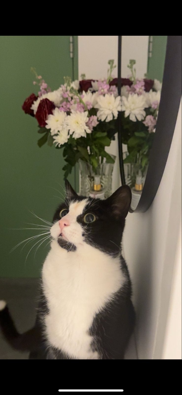 Zwarte lieve kat️, Dieren en Toebehoren