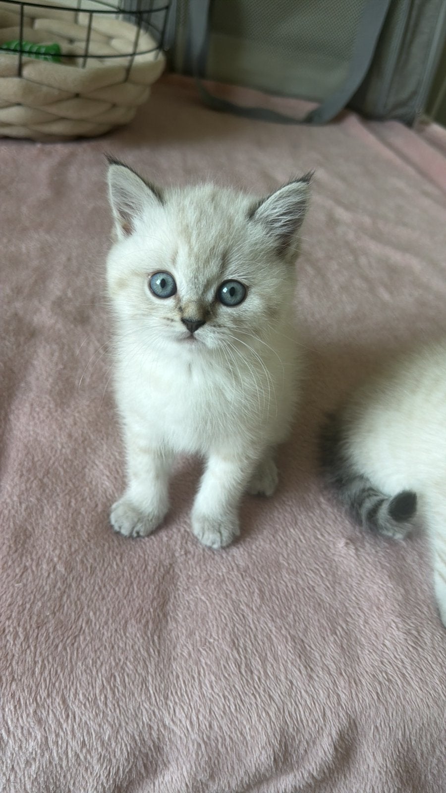 Laatste  prachtige Britse Korthaar poesje beschikbaar, Dieren en Toebehoren, Katten en Kittens | Raskatten | Korthaar, Poes, Ontwormd