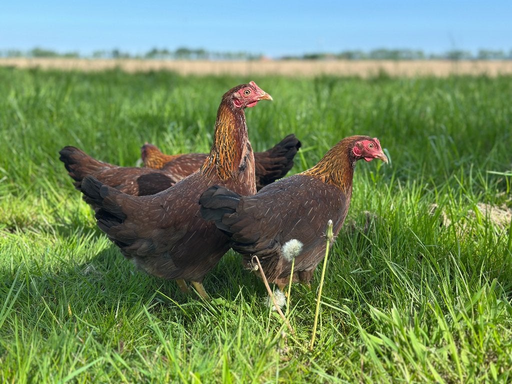 Jonge tamme Welsumer kriel kippen gesekst & ingeënt, Dieren en Toebehoren, Pluimvee, Vrouwelijk, Kip