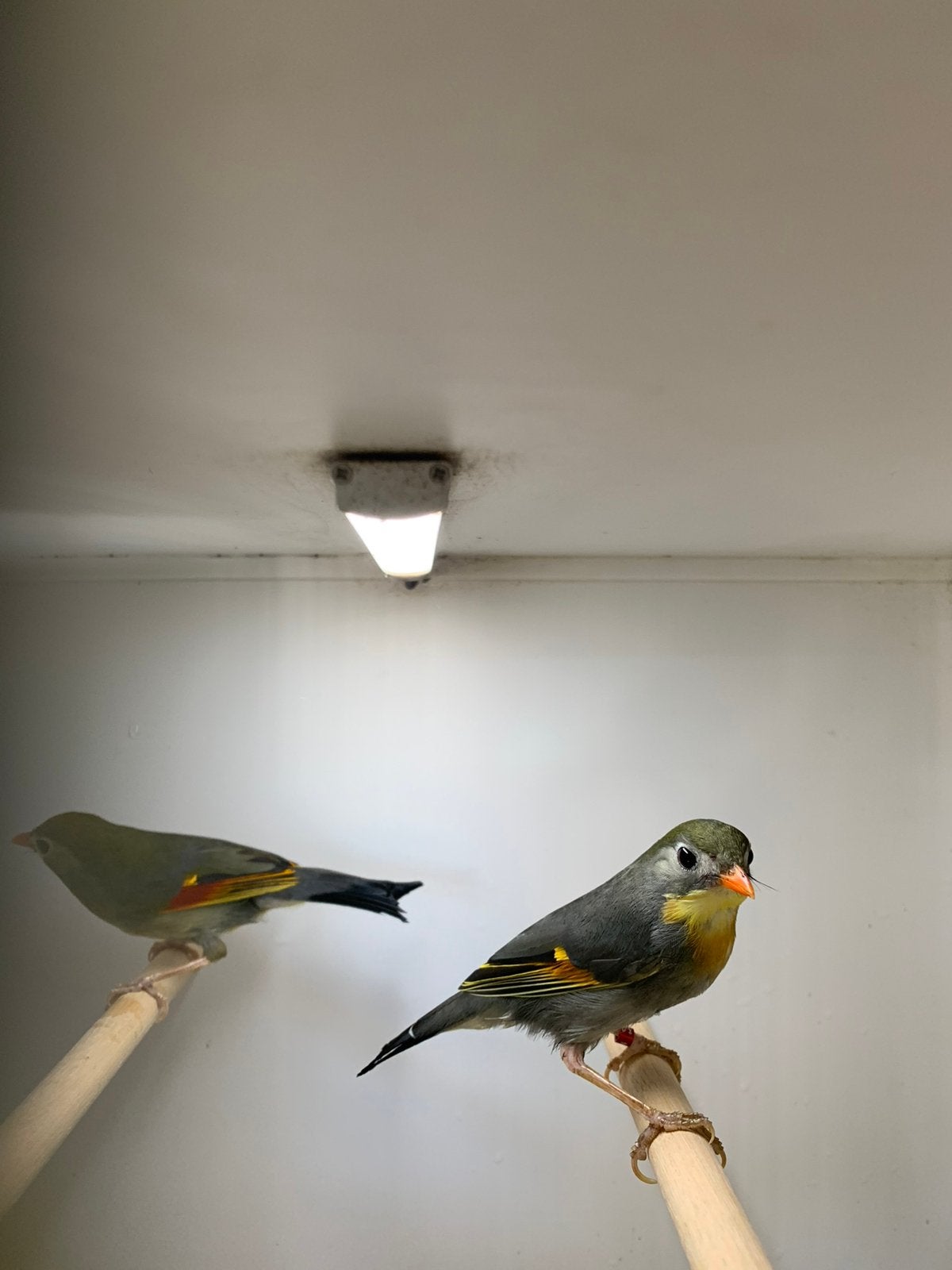 te koop nachtegalen, Dieren en Toebehoren, Vogels | Overige Vogels, Meerdere dieren