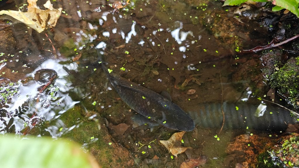 Grijze Koi, Karper of Koi
