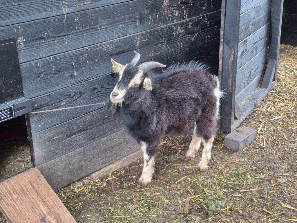 Stoere bok, 1 jaar oud, heeft al 1 ronde jongen gehad, Mannelijk, Geit