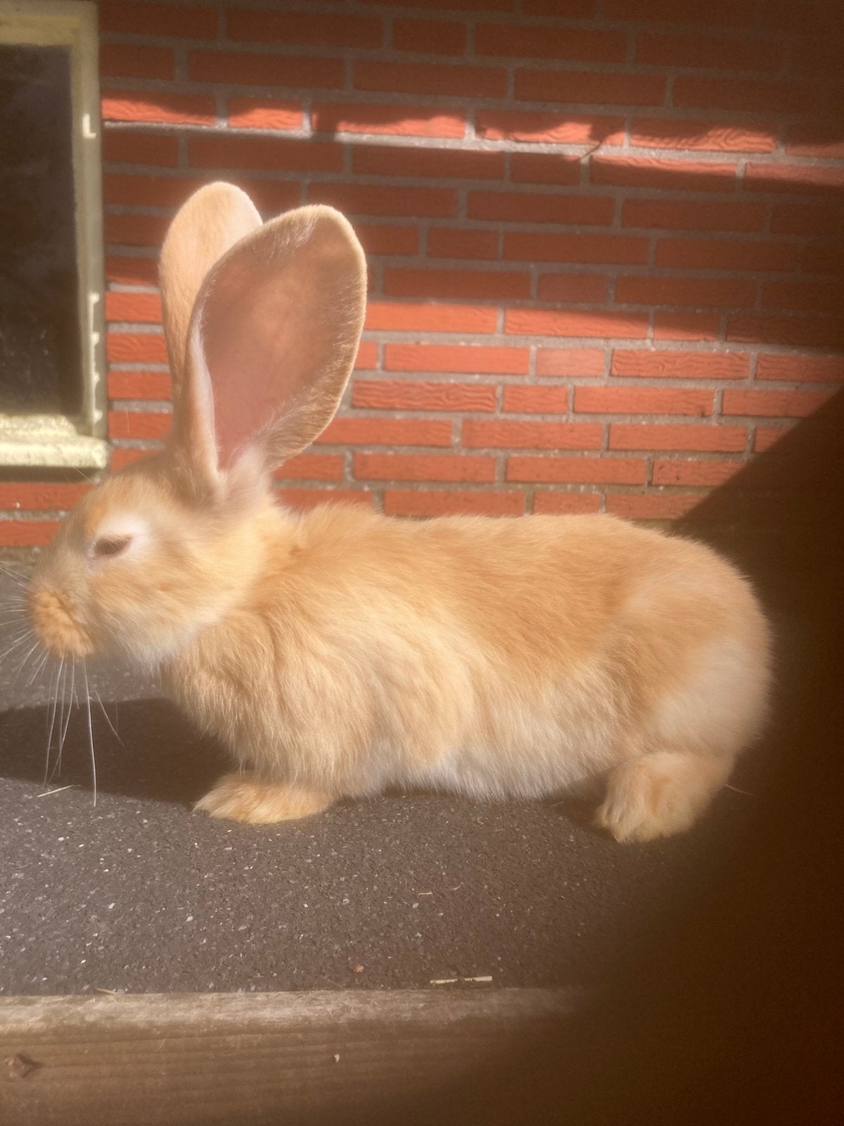 Gele vlaamse reus, Mannelijk, Groot