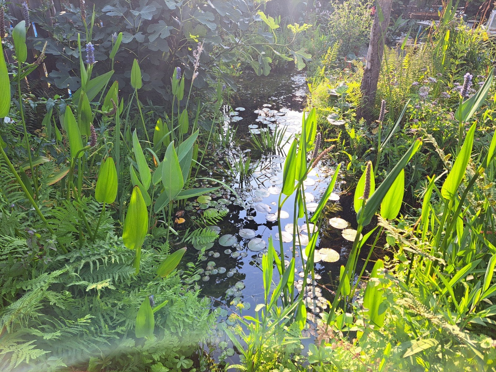 Vijver planten moerasplanten zuurstofplanten, Ophalen of Verzenden, Nieuw, Overige typen