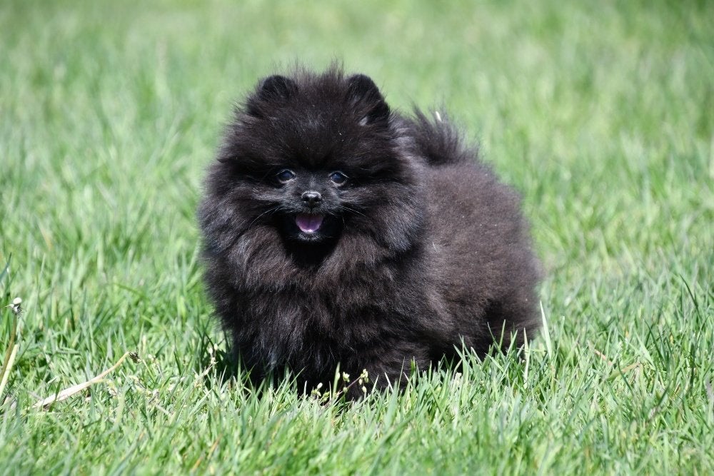 Pomeriaan pup te koop, Dieren en Toebehoren, Honden | Poolhonden, Keeshonden en Oertypen, Keeshond, 15 weken tot 1 jaar, Reu, Buitenland