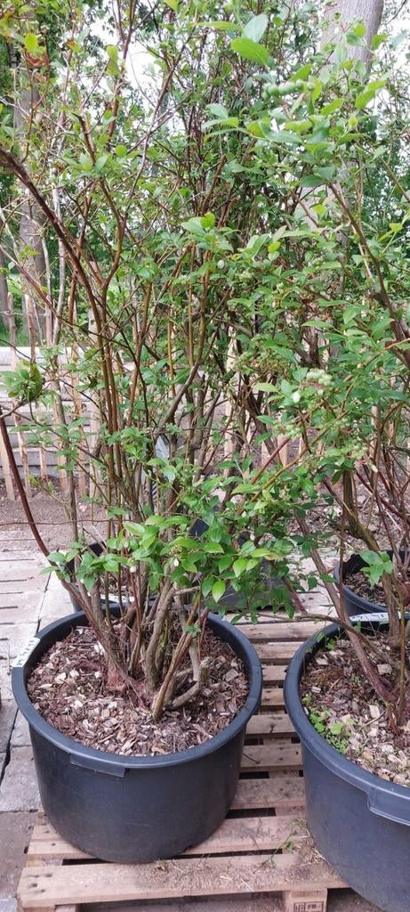 Blauwe bessen struiken in pot, Tuin en Terras, Overige soorten, Lente, Minder dan 100 cm, Ophalen