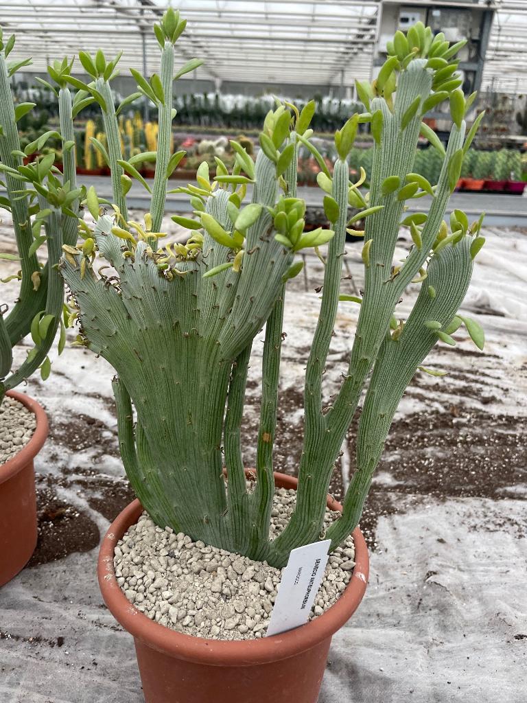 Senecio Anteuphorbium Cristaat 18 cm pot., Overige soorten, In pot, Minder dan 100 cm, Bloeiende kamerplant