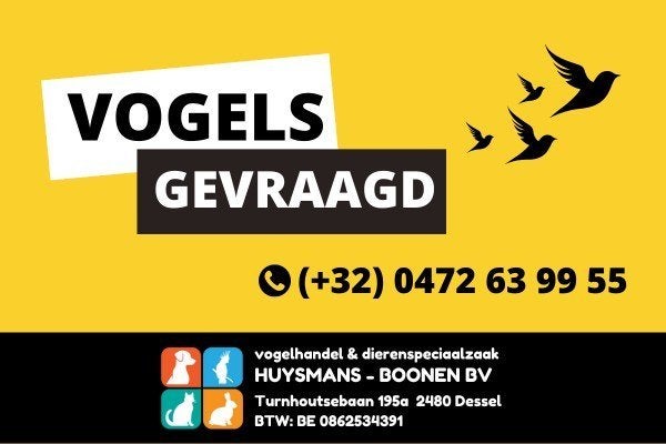 Papegaaiamadines, binsen, goulds en andere tropen gevraagd, Meerdere dieren, Tropenvogel