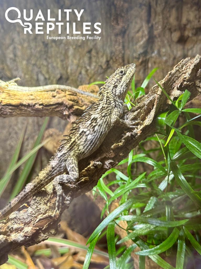 1.1 salea horsfieldii - Horsfields stekel hagedis (zeldzaam), Hagedis, Met terrarium, 0 tot 2 jaar