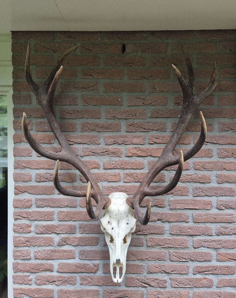 Prachtig Groot Kapitaal Edelhert Gewei Jacht Hut Mancave, Ophalen, Gebruikt, Hert, Gewei of Kop