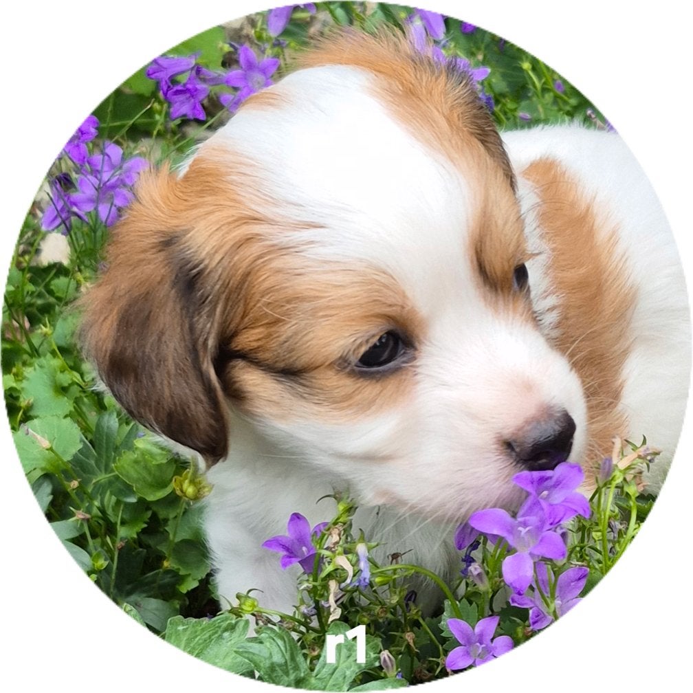 1 lief Reu Kooikerhondje puppy's / Kooiker pups, Kooikerhond, Parvo, Overige rassen, 8 tot 15 weken, Meerdere
