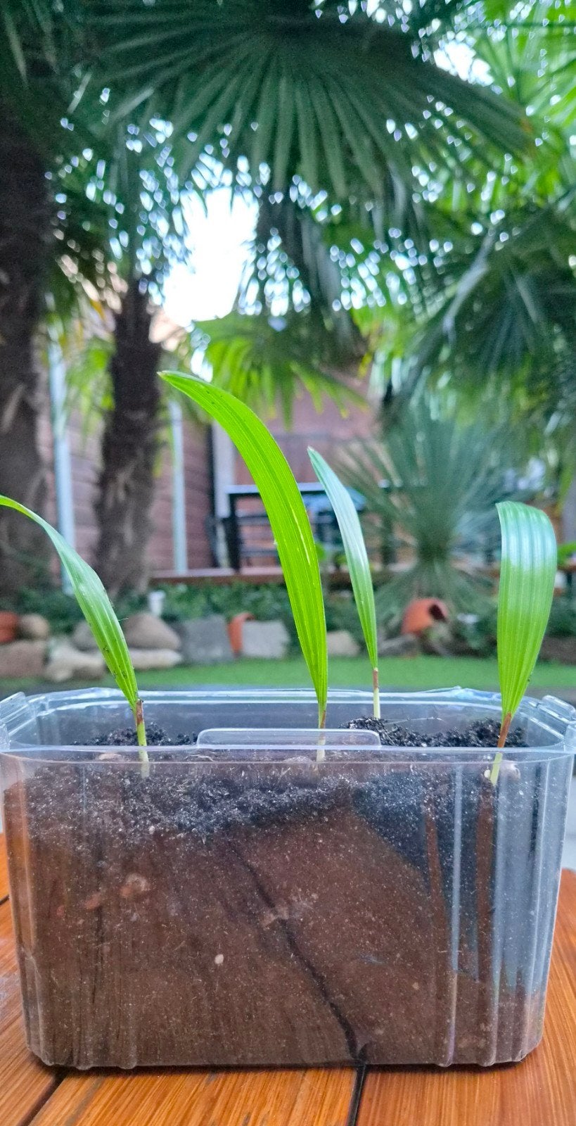 Palmboom stekjes €1,50 p/st. 4 voor €5, Ophalen, Vaste plant, Overige soorten, Volle zon