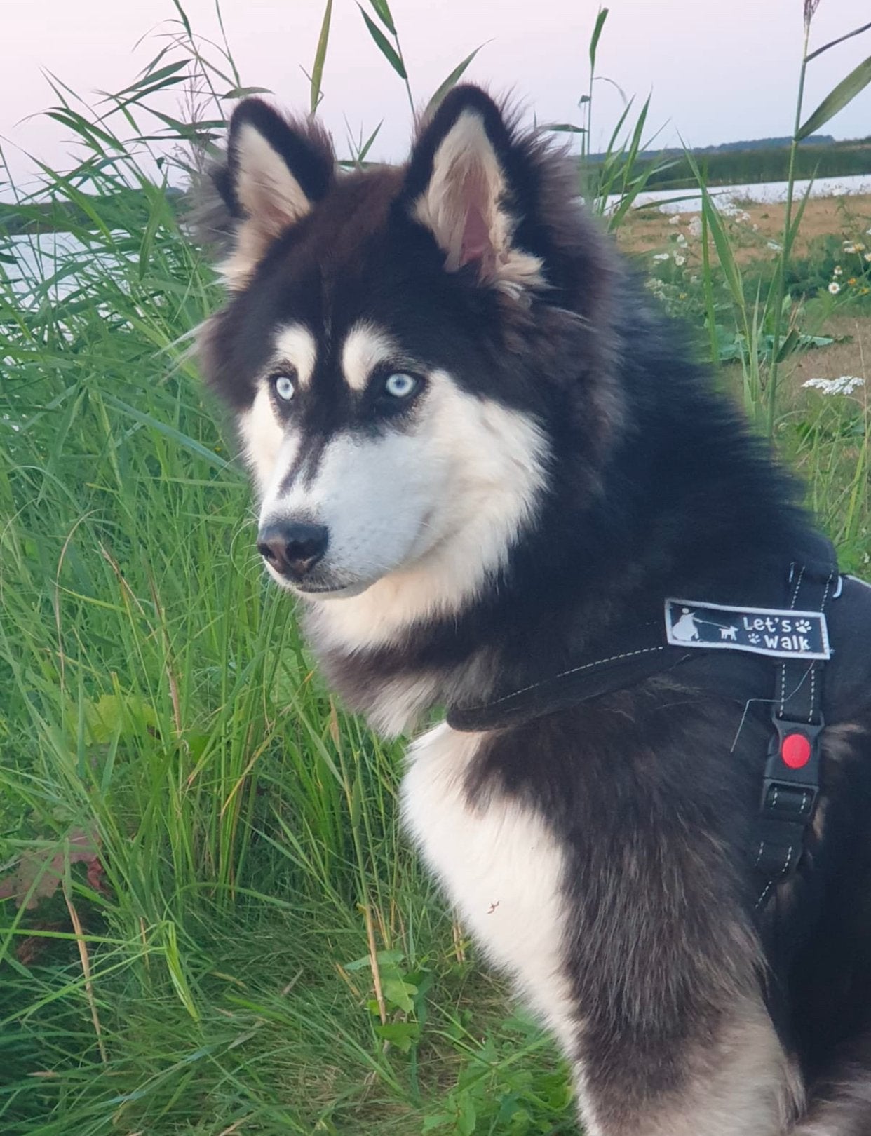 Siberische Husky, Reu, Poolhond, Eén hond, 3 tot 5 jaar